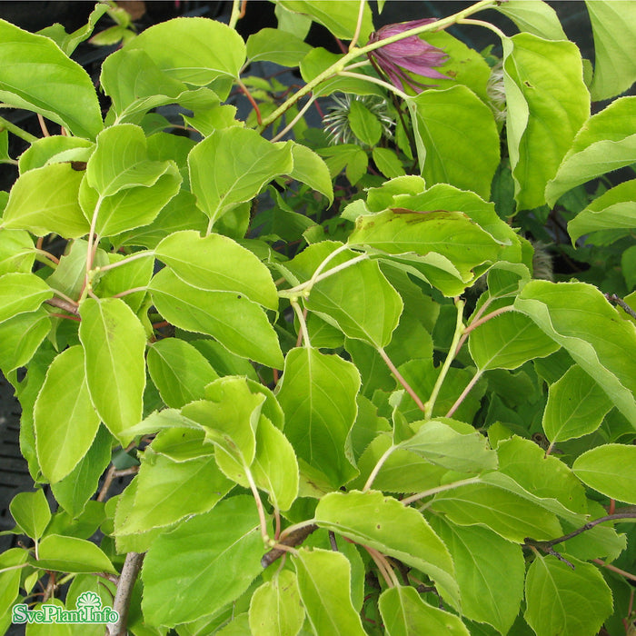 Actinidia (Minikiwi) 'Tage' A-kval C2