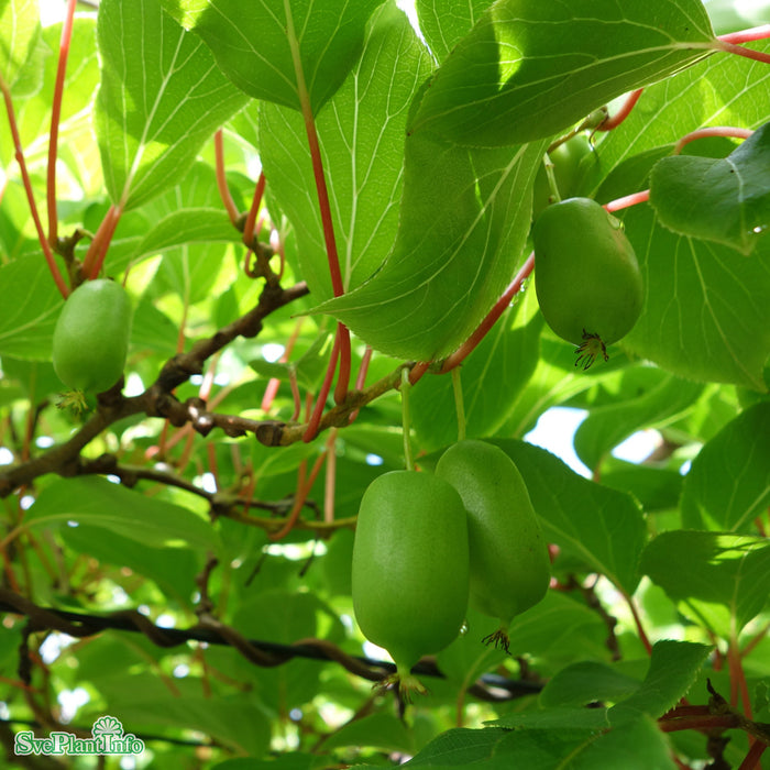 Actinidia (Minikiwi) 'Tina' A-kval C2