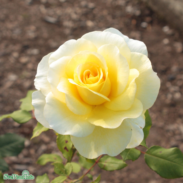 Rosa 'Stockholm' C4