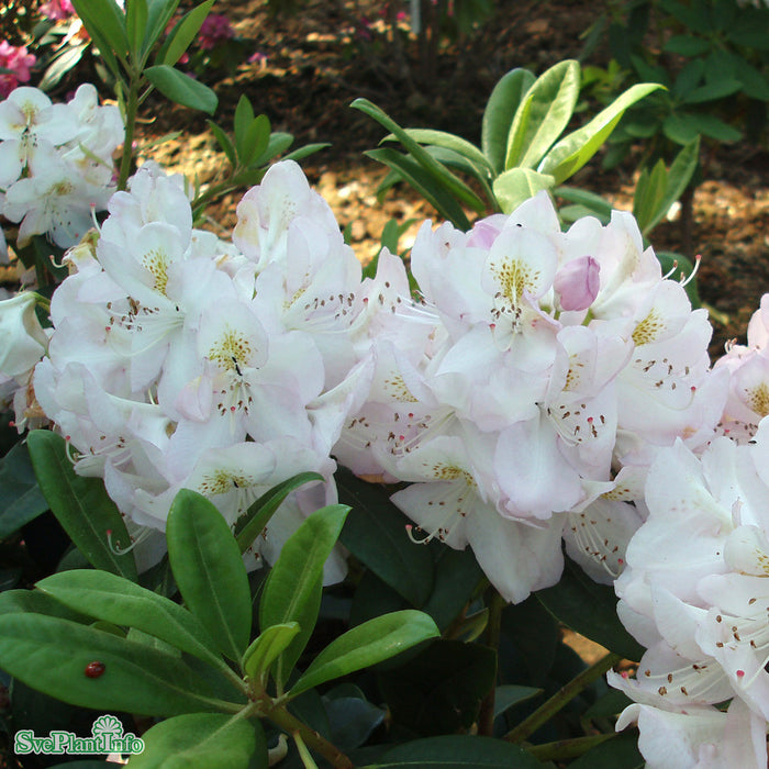 Rhododendron (Cataw.) 'Gomer Waterer' Busk 40-50cm