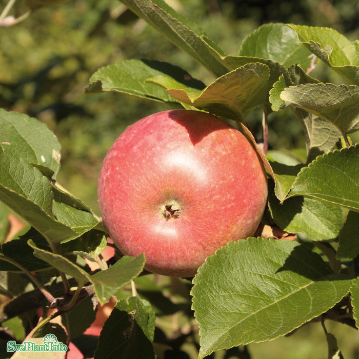 Malus domestica 'Amorosa' A2 Stam 2-års A-kval Co
