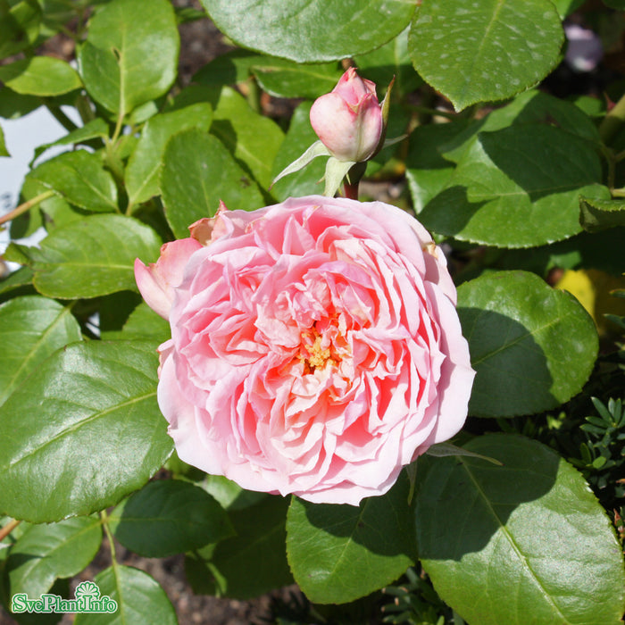 Rosa 'Visby' A kval C4