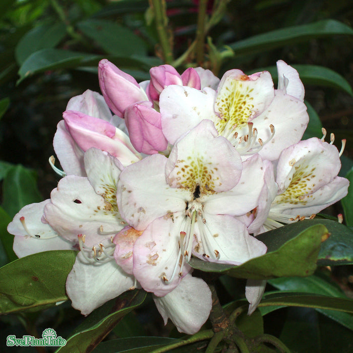 Rhododendron (Cataw.) 'Gomer Waterer' Busk 40-50cm