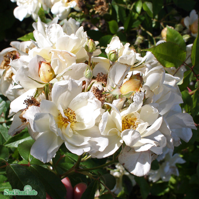 Rosa  'Thisbe' A kval C4