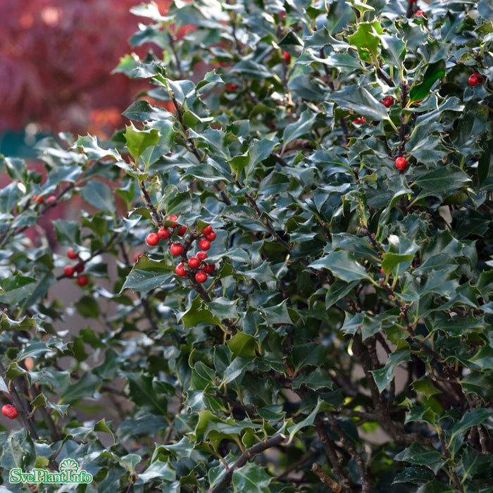 Ilex x meserveae 'Blue Angel' Busk C10 40-50cm