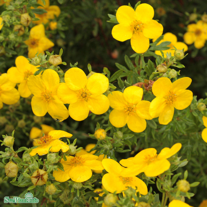 Potentilla 'Goldfinger' C3,4