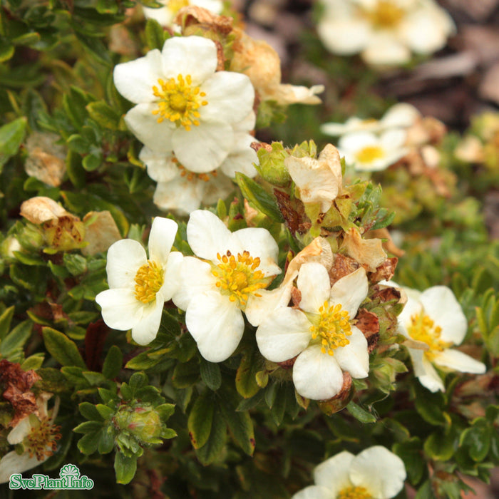 Dasiphora 'Tilford Cream' C4,5 30-40cm
