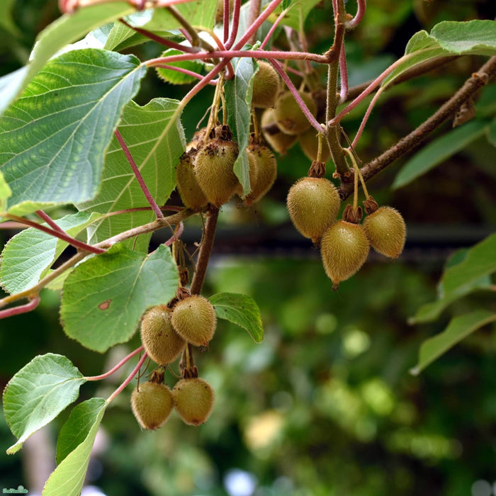 Actinidia deliciosa 'Jenny' A-Kval C2