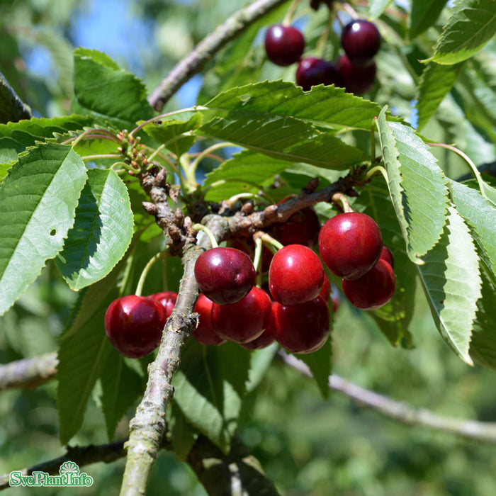 Prunus avium 'Stella' E P.Colt Ompl. 5-6 år K