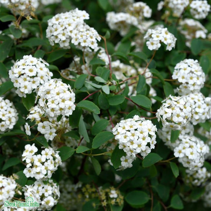 Spiraea vanhouttei C5