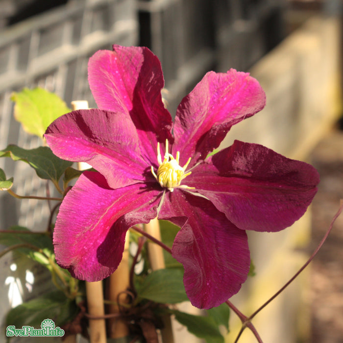 Clematis (TS) 'Warszawska Nike' A-kval C2