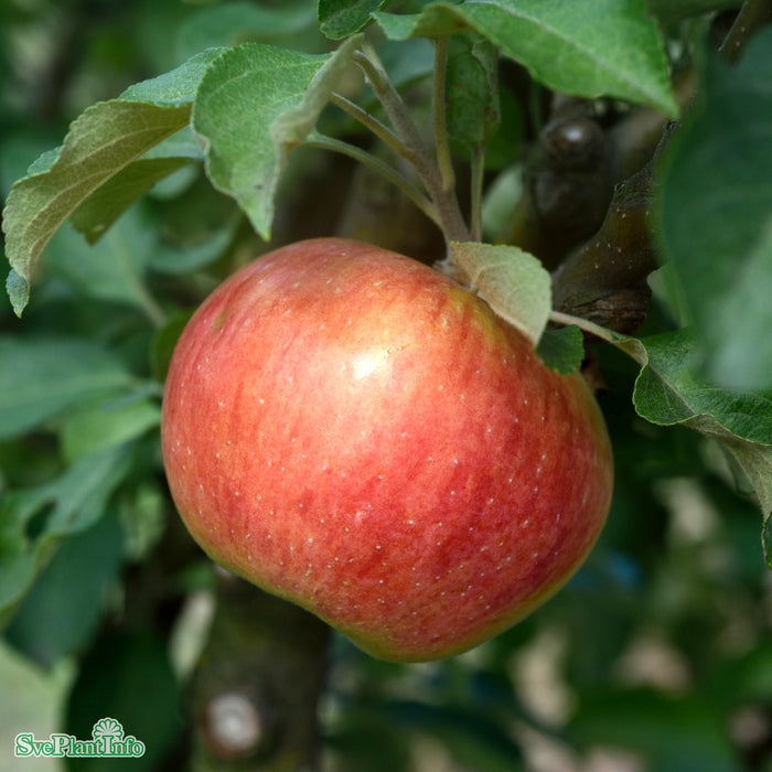 Malus domestica 'Gyllenkroks Astrakan' E A2 Ompl. 5-6 år K
