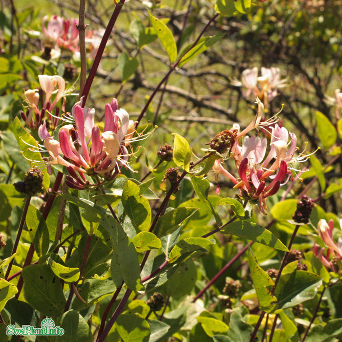 Lonicera periclymenum 'Belgica' A-kval C2