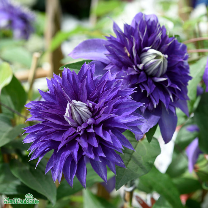 Clematis Multi Blue C 2
