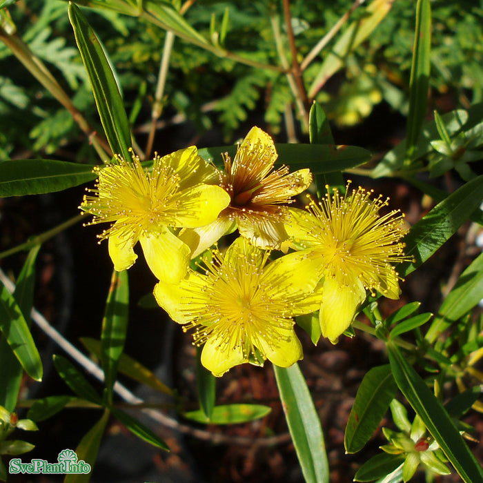 Hypericum 'Gemo' Busk C5