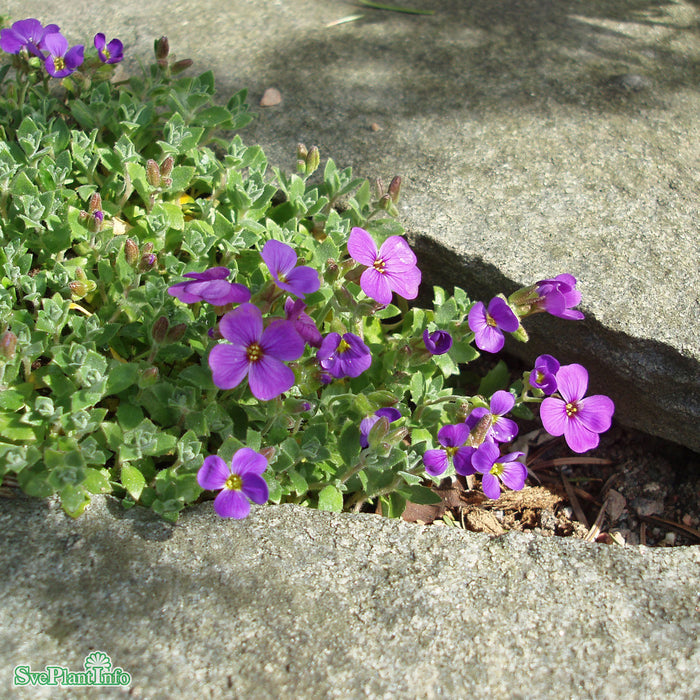 Aubrieta cultorum 'Blaumeise' A-kval