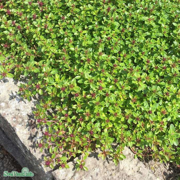 Thymus serpyllum A-kval