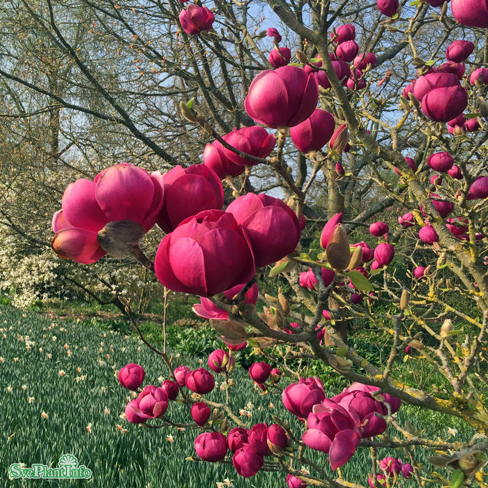 Magnolia 'Black Tulip' Solitär C10 80-100cm