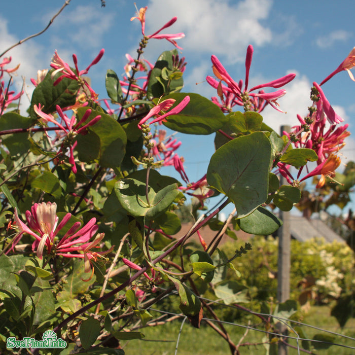 Lonicera heckrottii 'Goldflame' C2 40-60cm