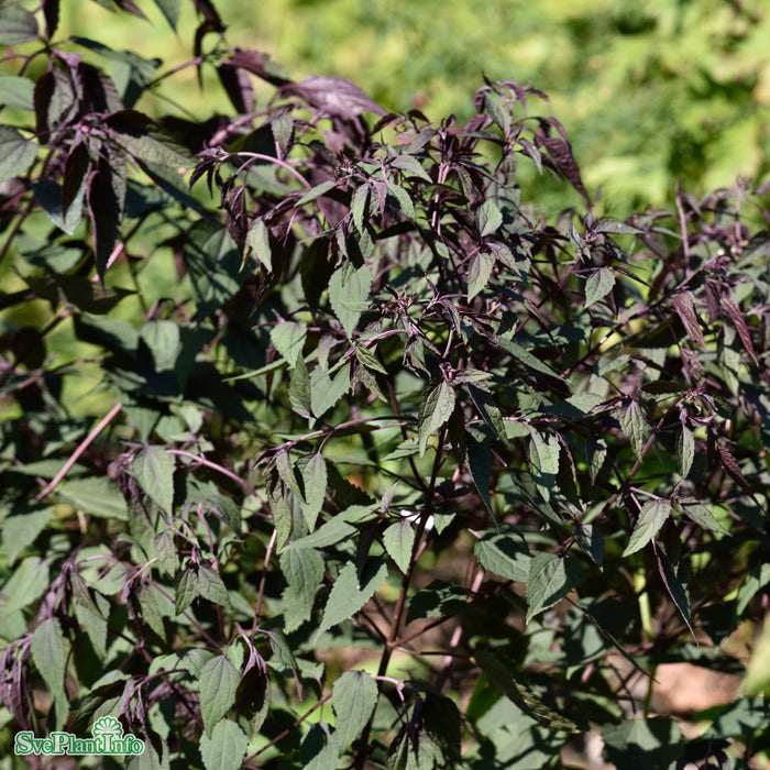 Ageratina altissima 'Chocolate' A-kval C2