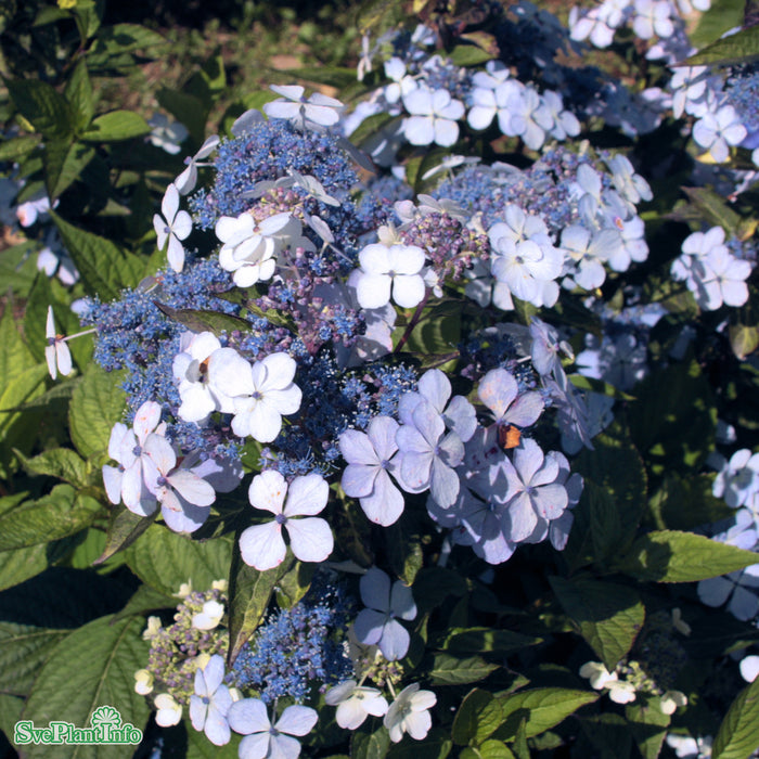 Hydrangea serrata 'Bluebird' C3,5