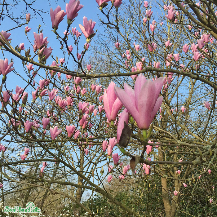 Magnolia (Liliiflora) 'Heaven Scent' Solitär C20 175-200cm