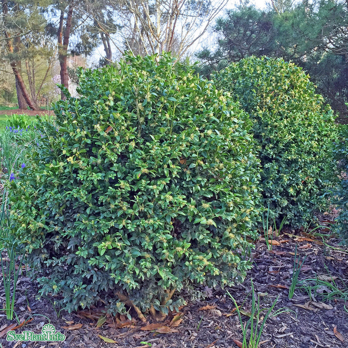 Buxus sempervirens