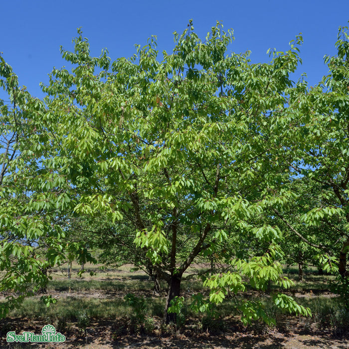 Prunus avium 'Gårdebo' E P.Colt Ompl. 5-6 år K