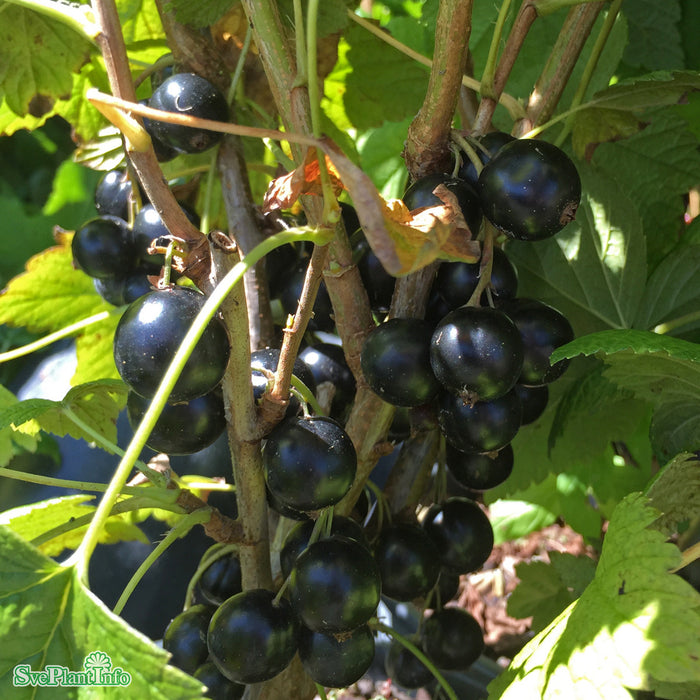 Ribes nigrum 'Petter' E Busk C3,5