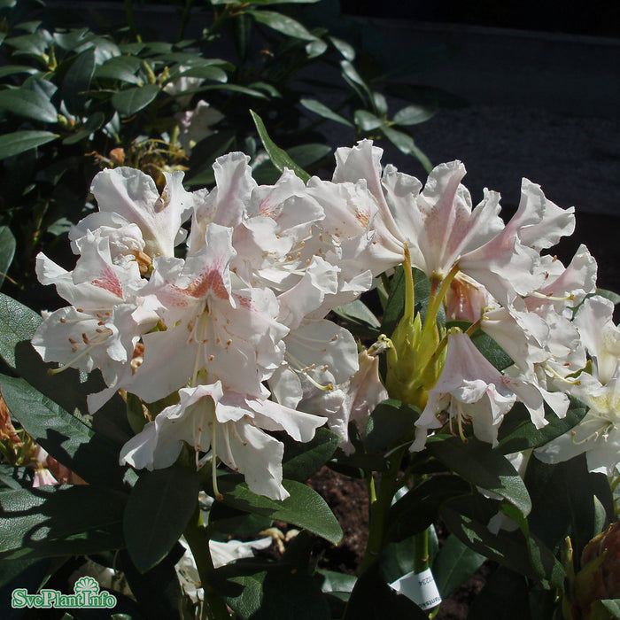 Rhododendron 'Cunningham's White' C15 60-70cm