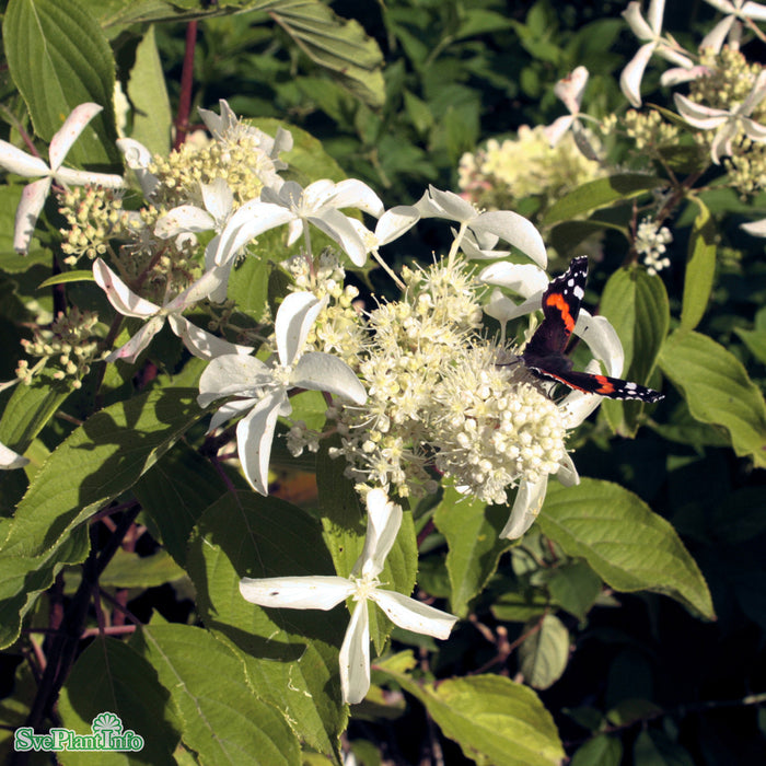 Hydrangea paniculata 'Great Star' Busk C5