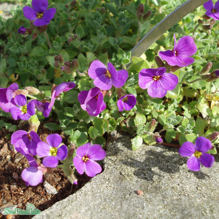 Aubrieta cultorum 'Blaumeise' A-kval