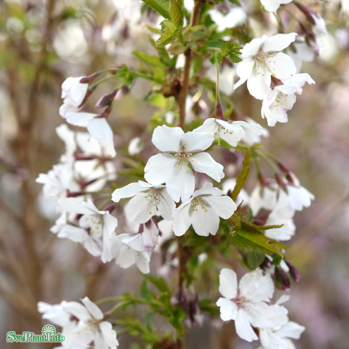 Prunus nipponica v. kurilen. 'Brilliant' Solitär C12 100-150cm