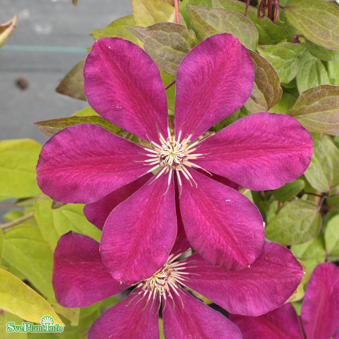 Clematis (SS) 'Niobe' A-kval C2