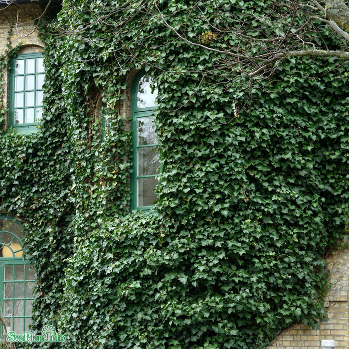 Hedera helix hibernica C2