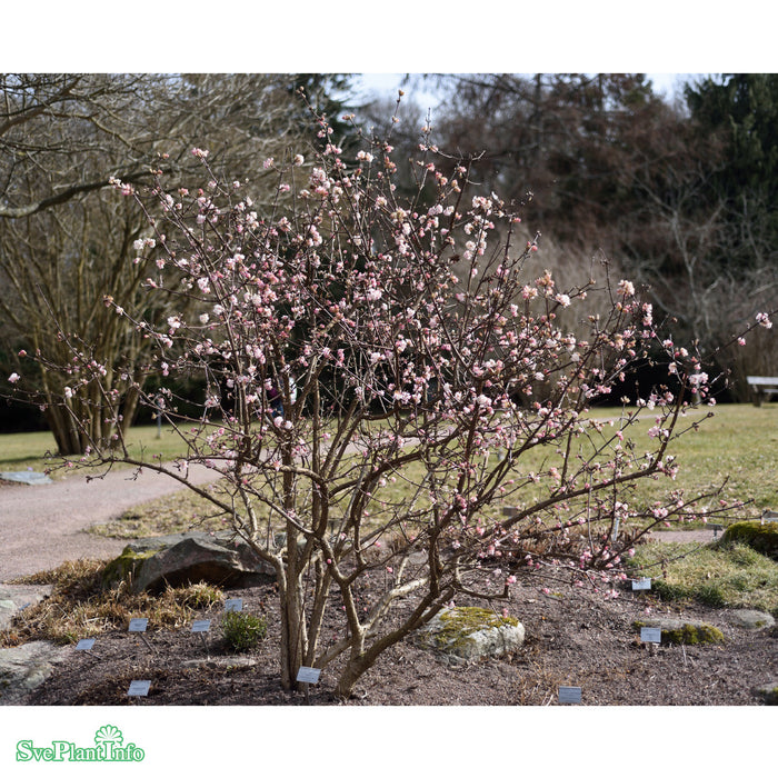 Viburnum bodnantense 'Dawn' C5 60cm