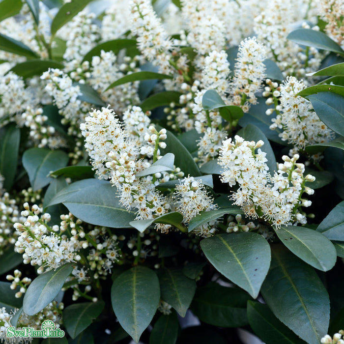 Prunus laurocerasus 'Mano' Busk C3,5 40-50cm