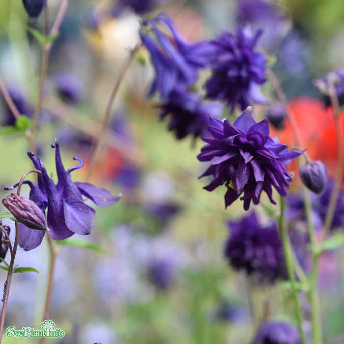 Aquilegia vulgaris stellata 'Blue Barlow' A-kval