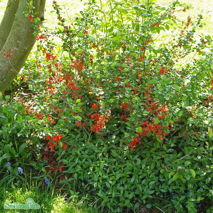 Chaenomeles japonica Solitär C50 100-125cm