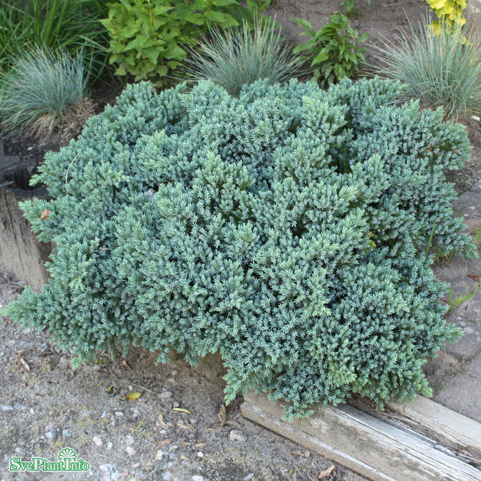 Juniperus squamata 'Blue Star' C5 25-30cm