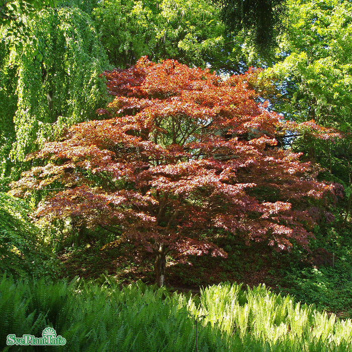 Acer palmatum 'Atropurpureum' Solitär C10 80-100cm