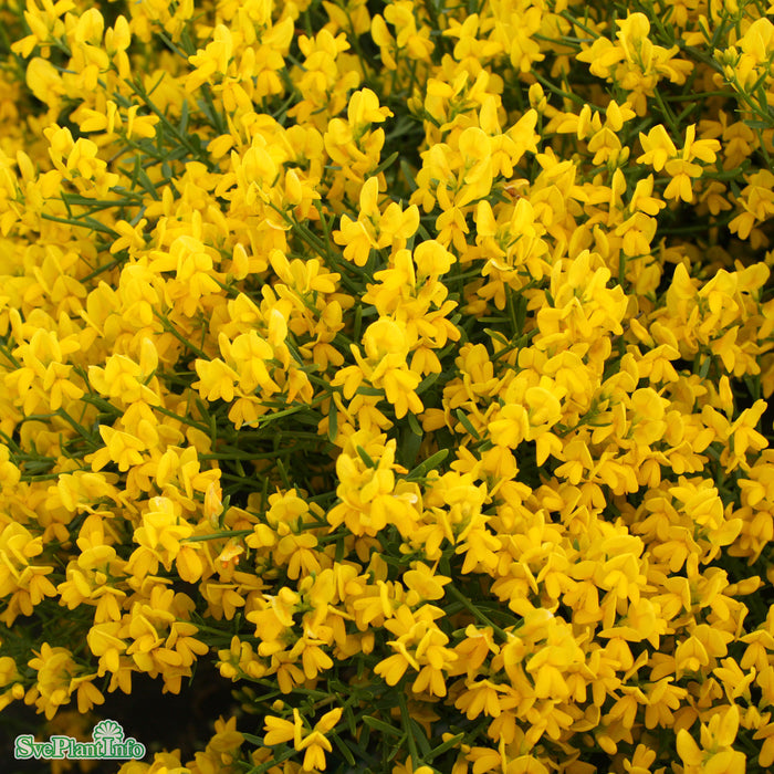 Genista lydia A-Kval C5