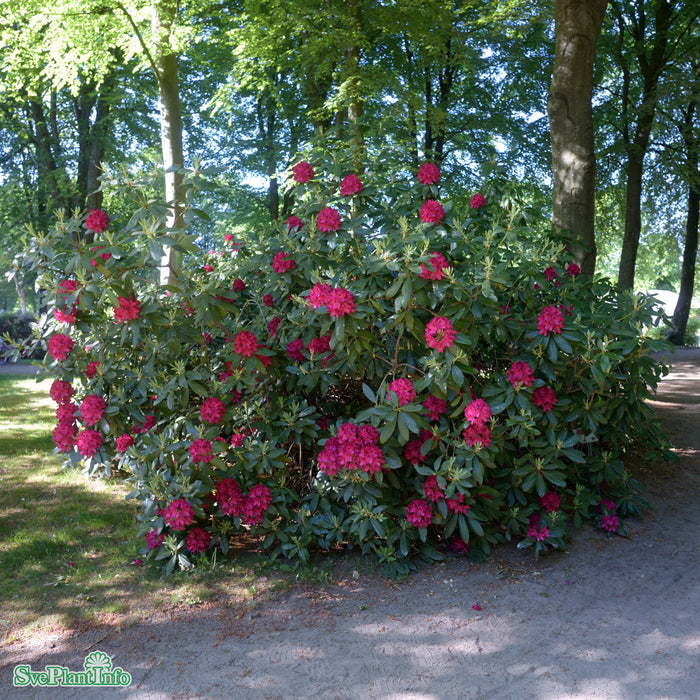 Rhododendron (Cataw.) 'Nova Zembla' Solitär Kl B120-140 H 120-140cm