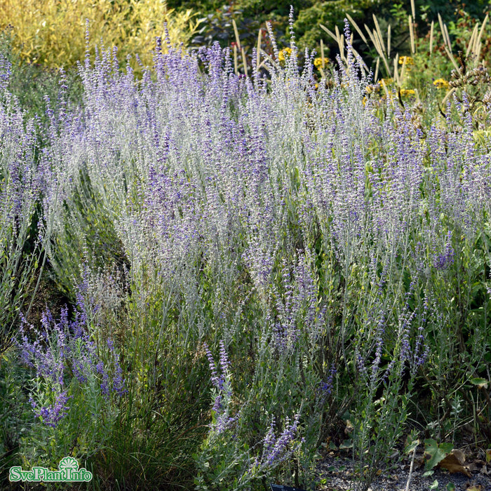Perovskia atriplicifolia 'Little Spire' A-kval