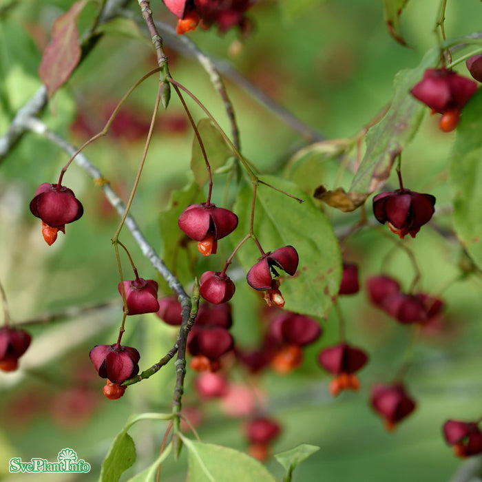 Euonymus planipes Solitär Kl B60-100cm H150-175cm