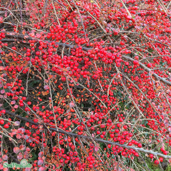 Cotoneaster horizontalis Busk C5
