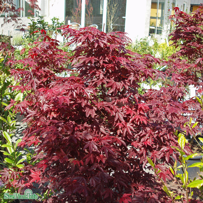 Acer palmatum 'Bloodgood' 80-100 cm C10