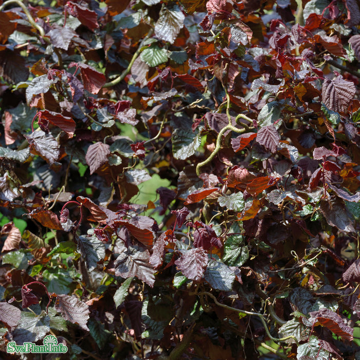 Corylus avellana 'Red Majestic' C6 60-80cm