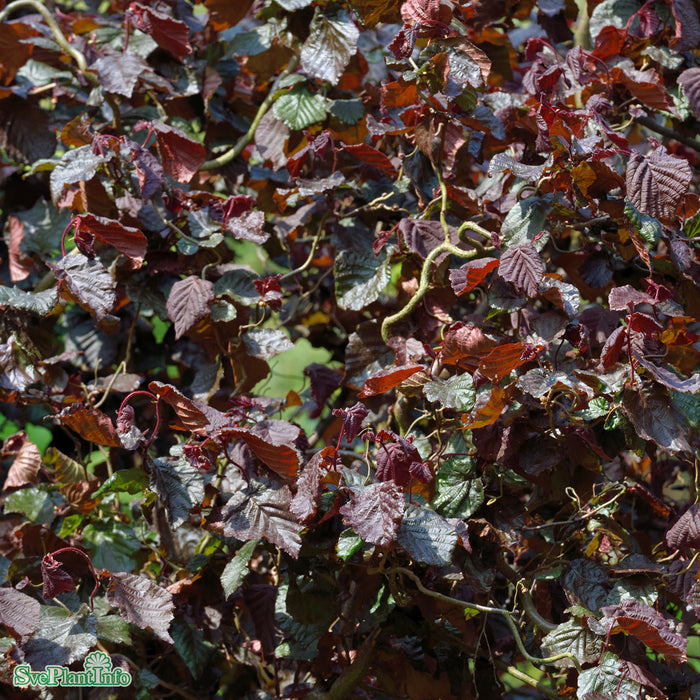 Corylus avellana 'Red Majestic' Solitär 125-150cm
