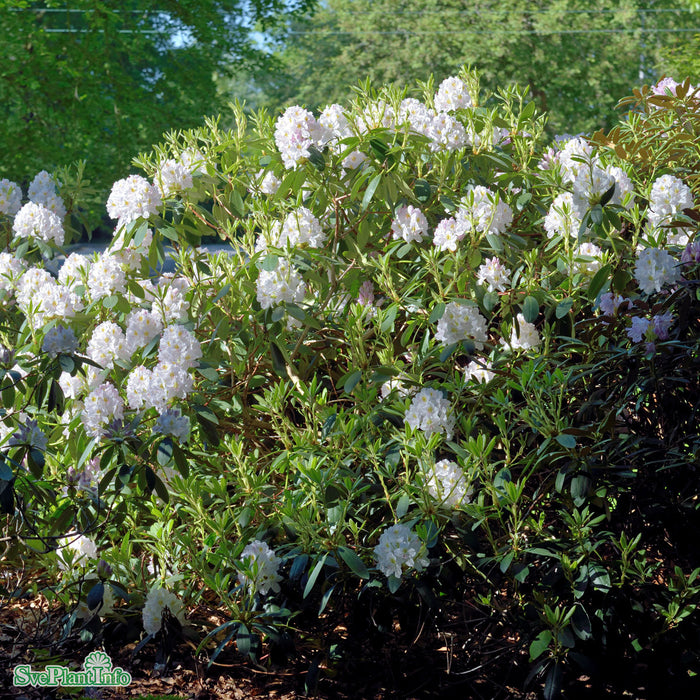 Rhododendron 'Catawbiense Album' Kl 80-90cm